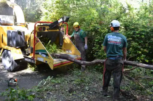 tree services Port Salerno